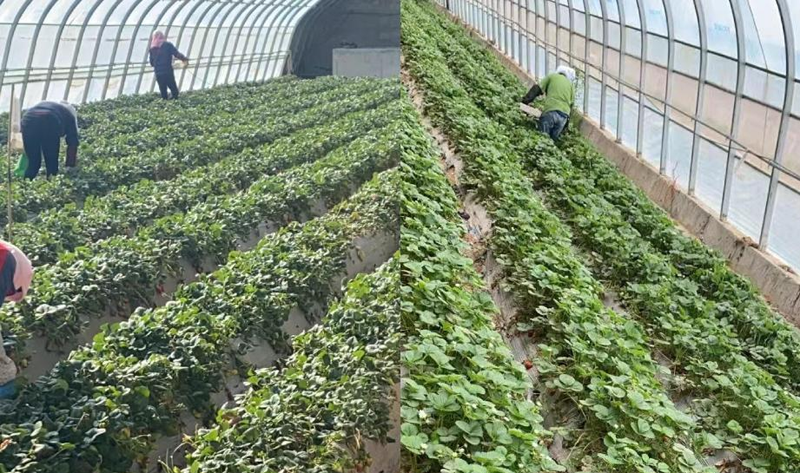 甘肃古浪：扶贫项目获赞誉，人为制造障碍扯后腿